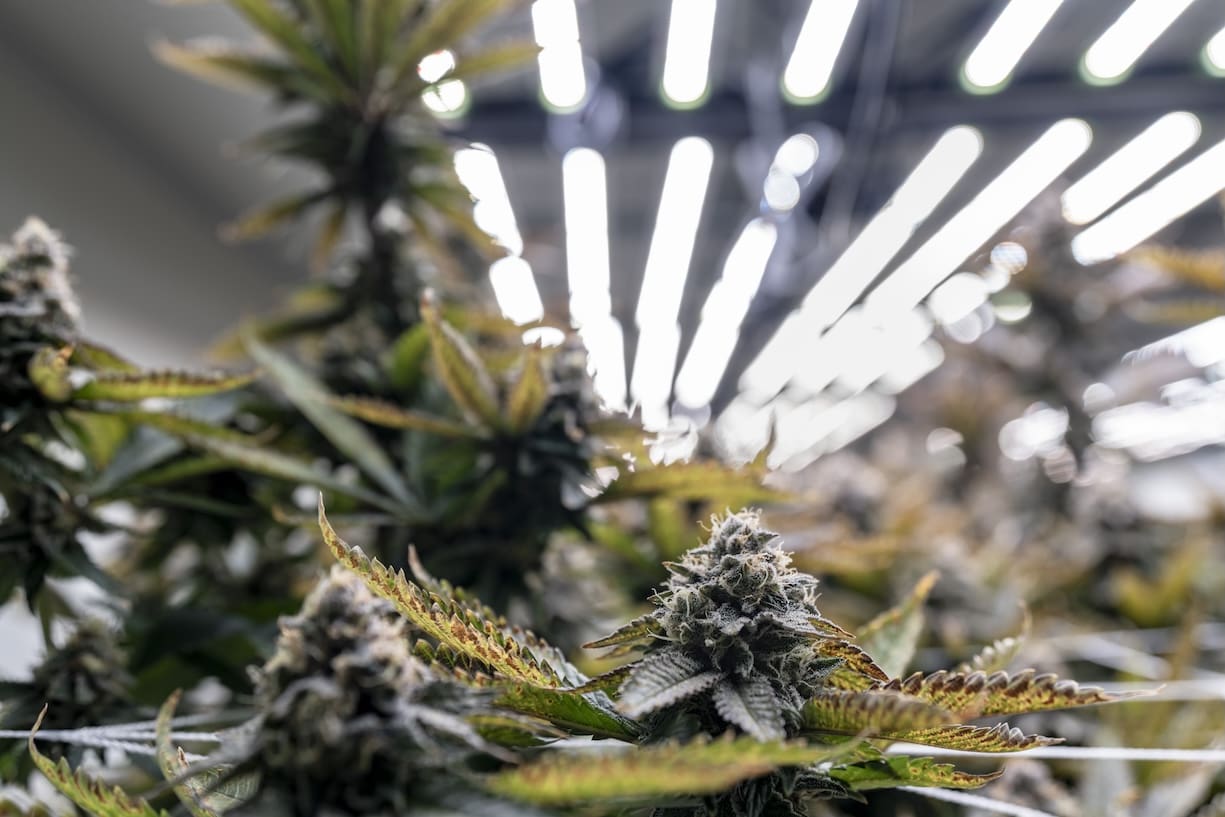 barrie-dank-cannabis